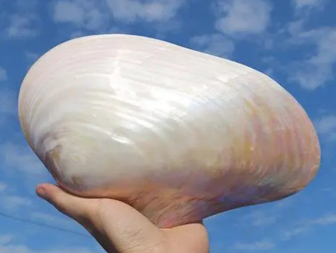 光澤度差異如何被測量？